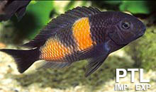 Tropheus Species-TANGANICA5